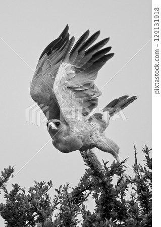 Mono eastern chanting goshawk flying from bush 129131918