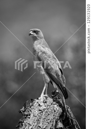 Mono Eastern chanting goshawk on tree stump Mono Eastern chanting goshawk on tree stump 129131920