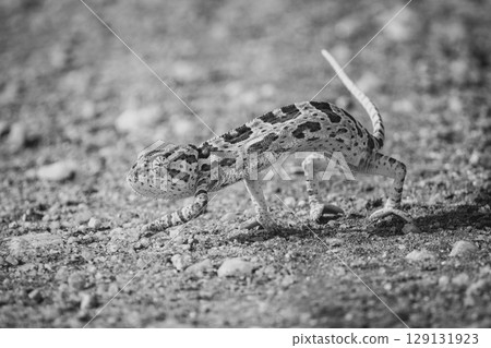 Mono flap-necked chameleon crosses road in sunshine Mono flap-necked chameleon crosses road in sunshine 129131923
