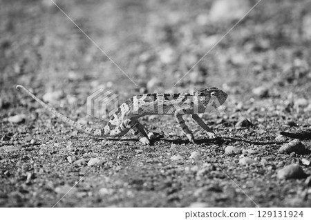 Mono flap-necked chameleon crosses track in sunshine Mono flap-necked chameleon crosses track in sunshine 129131924