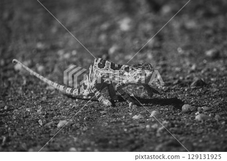 Mono flap-necked chameleon crossing track in sunshine 129131925