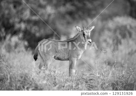 Mono fringe-eared oryx calf turns to camera 129131926