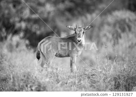 Mono fringe-eared oryx calf turns towards camera 129131927