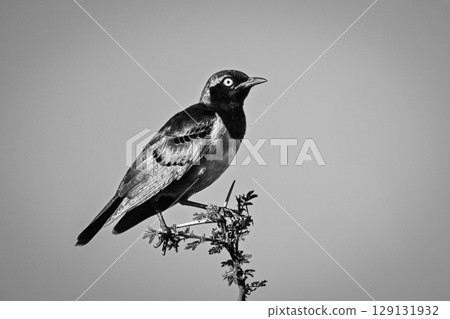 Mono Hildebrandt starling in profile under sky Mono Hildebrandt starling in profile under sky 129131932