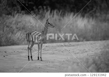 Mono impala stands watching camera from track 129131942