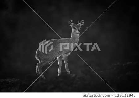 Mono klipspringer stands on lava at sunrise 129131945