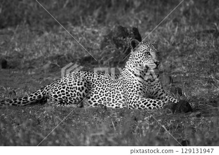 Mono leopard lies in clearing scanning savannah 129131947