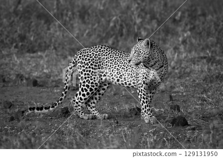 Mono leopard stands looking back over shoulder 129131950