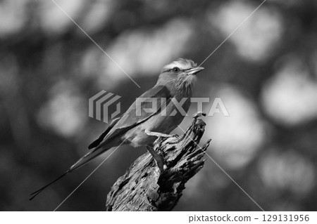 Mono lilac-breasted roller on stump in sunshine Mono lilac-breasted roller on stump in sunshine 129131956