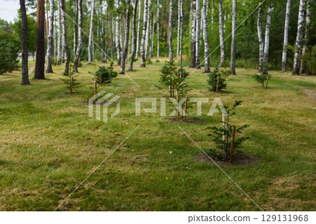 A Lush and Vibrant Green Park Filled with Young Saplings, Surrounded by Majestic Tall Trees 129131968