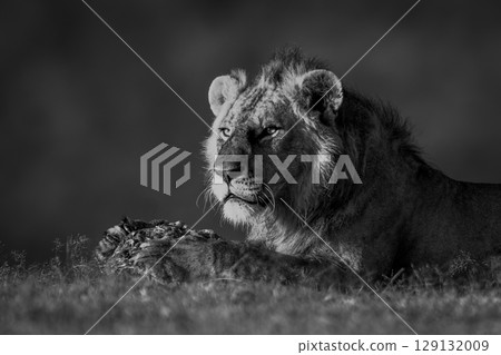 Mono lion lies guarding meat on grass Mono lion lies guarding meat on grass 129132009