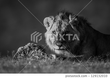 Mono lion lies on grass with meat Mono lion lies on grass with meat 129132010