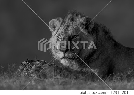 Mono lion lies with meat on grass 129132011