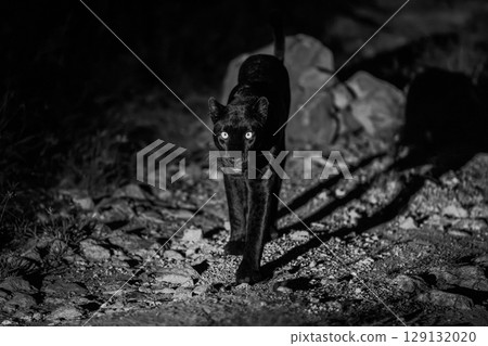 Mono panther walks towards camera at night Mono panther walks towards camera at night 129132020