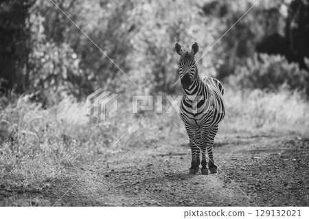 Mono plains zebra faces camera on track Mono plains zebra faces camera on track 129132021