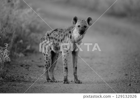 Mono spotted hyena watches camera from road 129132026