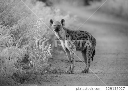 Mono spotted hyena watches camera from track 129132027
