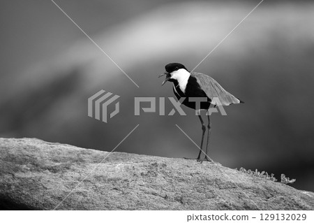 Mono spur-winged lapwing calls on sunlit stone 129132029