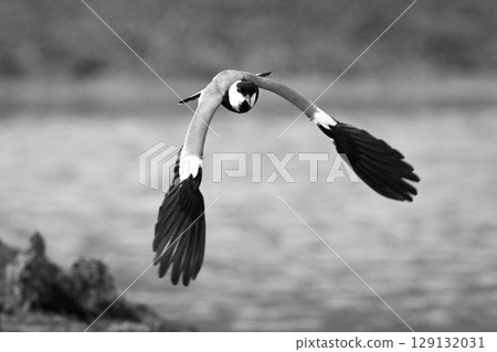 Mono spur-winged lapwing flaps wings crossing water 129132031