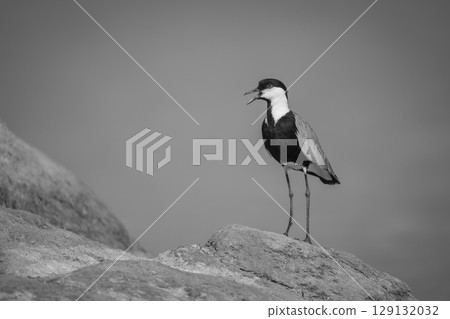 Mono spur-winged lapwing in sunshine on rock 129132032