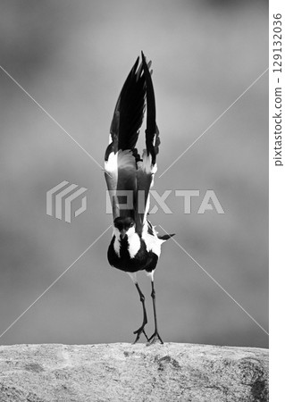 Mono spur-winged lapwing lifts wings on  rock 129132036