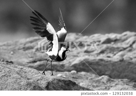 Mono spur-winged lapwing lifts wings taking off 129132038