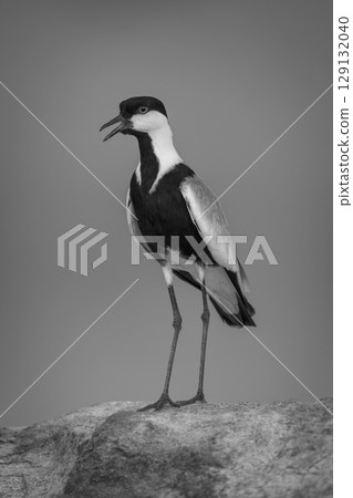Mono spur-winged lapwing opens beak on rocks 129132040