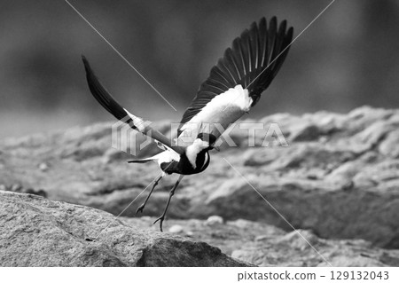 Mono spur-winged lapwing spreads wings taking off 129132043