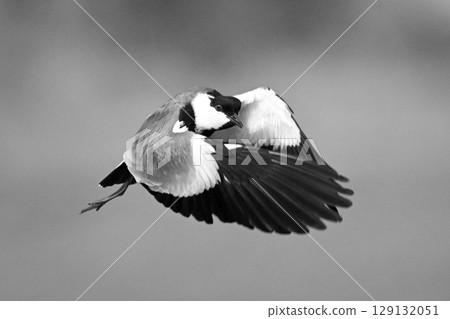 Mono spur-winged lapwing with catchlight passes camera 129132051
