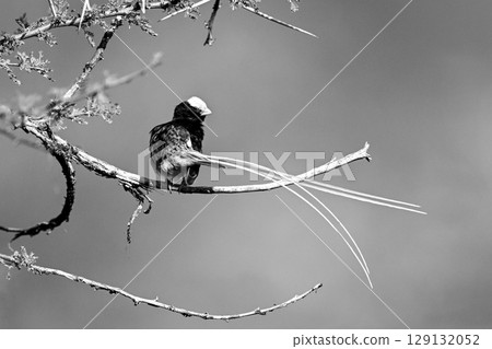 Mono straw-tailed whydah with catchlight on branch Mono straw-tailed whydah with catchlight on branch 129132052