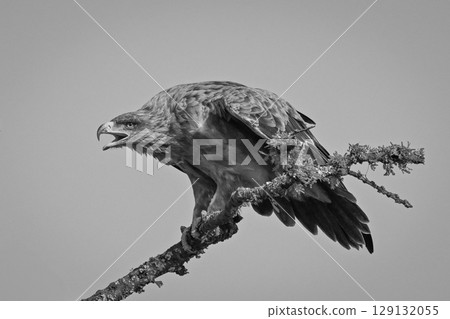 Mono tawny eagle calls mate from branch Mono tawny eagle calls mate from branch 129132055