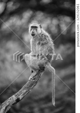 Mono yellow baboon watches camera from log Mono yellow baboon watches camera from log 129132061