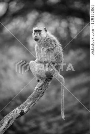 Mono yellow baboon with catchlights on log 129132063