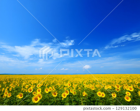 A spectacular view of a field of sunflowers in full bloom and a blue summer sky 129132100