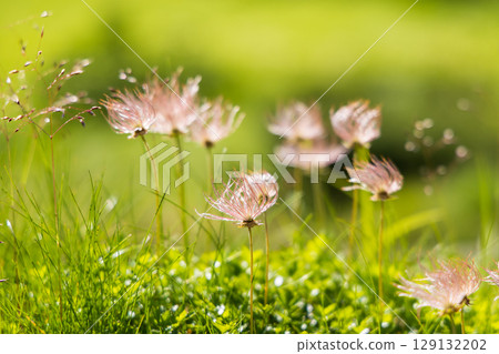 Alpine plants in the Southern Alps in summer Alpine plants in the Southern Alps in summer 129132202