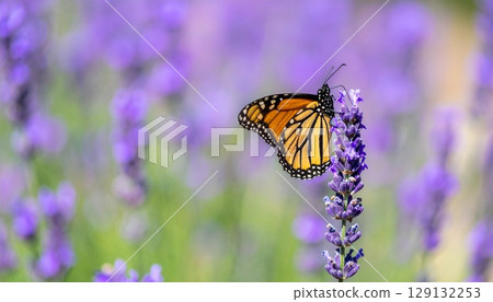 A monarch butterfly delicately perches on a lavender flower in full bloom, surrounded by a dreamy bokeh of purple blossoms, evoking a serene and vibrant summer moment 129132253