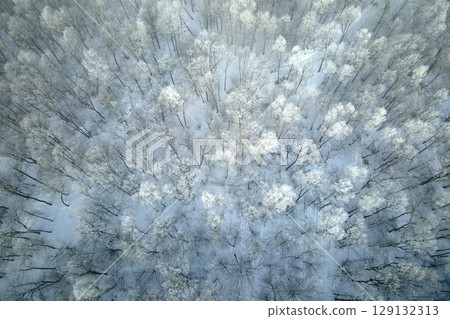 Aerial view of snow covered white forest with frozen trees in cold winter. Dense wild woodland in wintertime 129132313