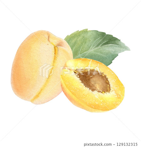 Composition of apricot, apricot halves and leaf, hand drawn watercolor illustration isolated on white background. Suitable for design, printing, etc. Composition of apricot, apricot halves and leaf, hand drawn watercolor illustration isolated on white background. Suitable for design, printing, etc. 129132315