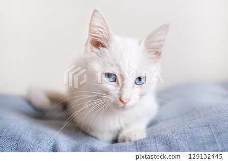 Little White Kitten With Blue Eyes 129132445