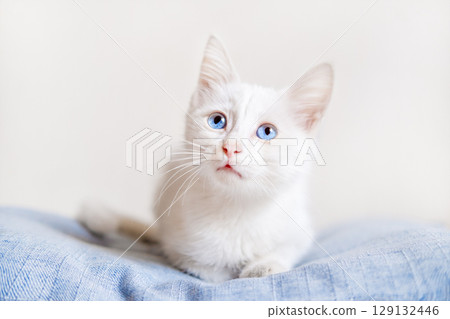 Little White Kitten With Blue Eyes 129132446