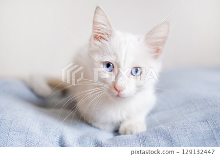 Little White Kitten With Blue Eyes 129132447