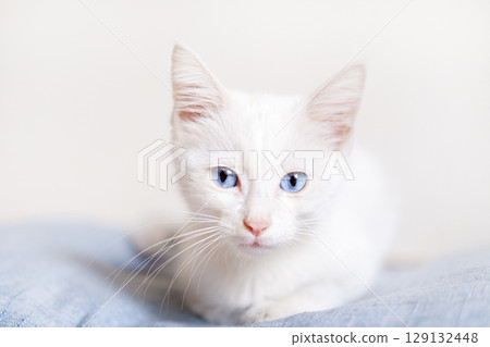 Little White Kitten With Blue Eyes 129132448