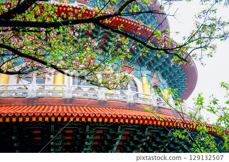 Tianyuan Temple Cherry Blossoms in Tamsui New Taipei City. Tianyuan Temple Cherry Blossoms in Tamsui New Taipei City. 129132507