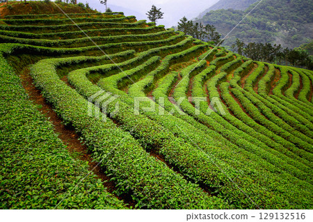 Verdant Terraces of Ba Gua Tea Garden in Shiding New Taipei City Taiwan. Verdant Terraces of Ba Gua Tea Garden in Shiding New Taipei City Taiwan. 129132516
