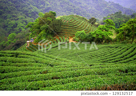 Lush Tea Terraces in Shiding District, New Taipei City Taiwan. Lush Tea Terraces in Shiding District, New Taipei City Taiwan. 129132517