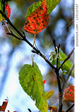 Red Leaves along Trail at Taipingshan Yilan Taiwan. 129132587