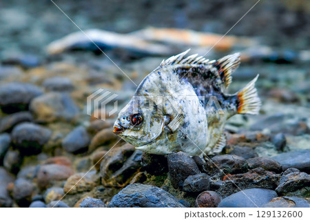 Dried Fish on Houlong Longgang Miaoli Taiwan Rocky Shore. Dried Fish on Houlong Longgang Miaoli Taiwan Rocky Shore. 129132600
