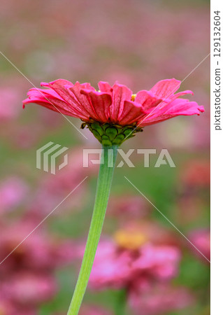 Pink Zinnia Flower Stem in Houlong Longgang Miaoli Taiwan Field. Pink Zinnia Flower Stem in Houlong Longgang Miaoli Taiwan Field. 129132604