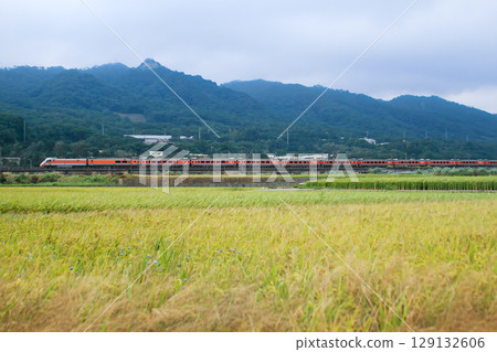 Taiwan Railways Express Train by Miaoli Houlong Longgang Rice Fields. 129132606