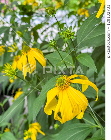 Bright yellow flowers in the garden, natural background 129132733